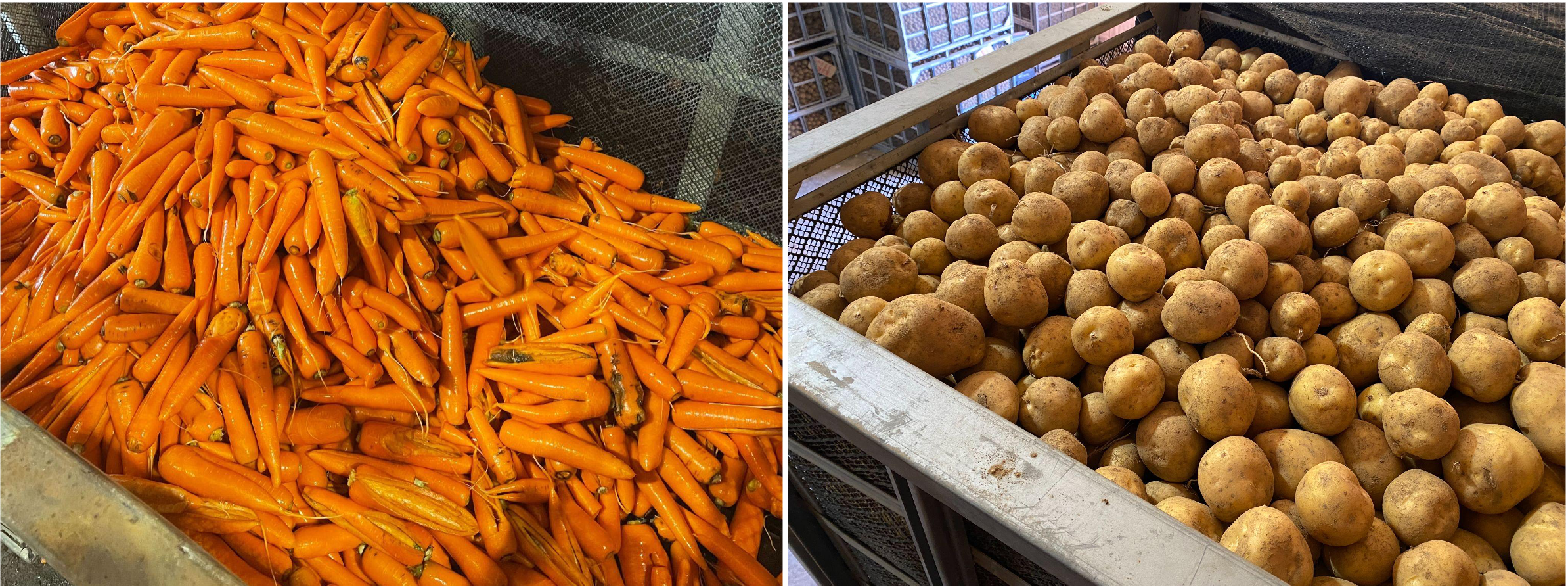 猛暑の影響で廃棄直前【もったいないにんじん・じゃがいも】店頭袋詰め