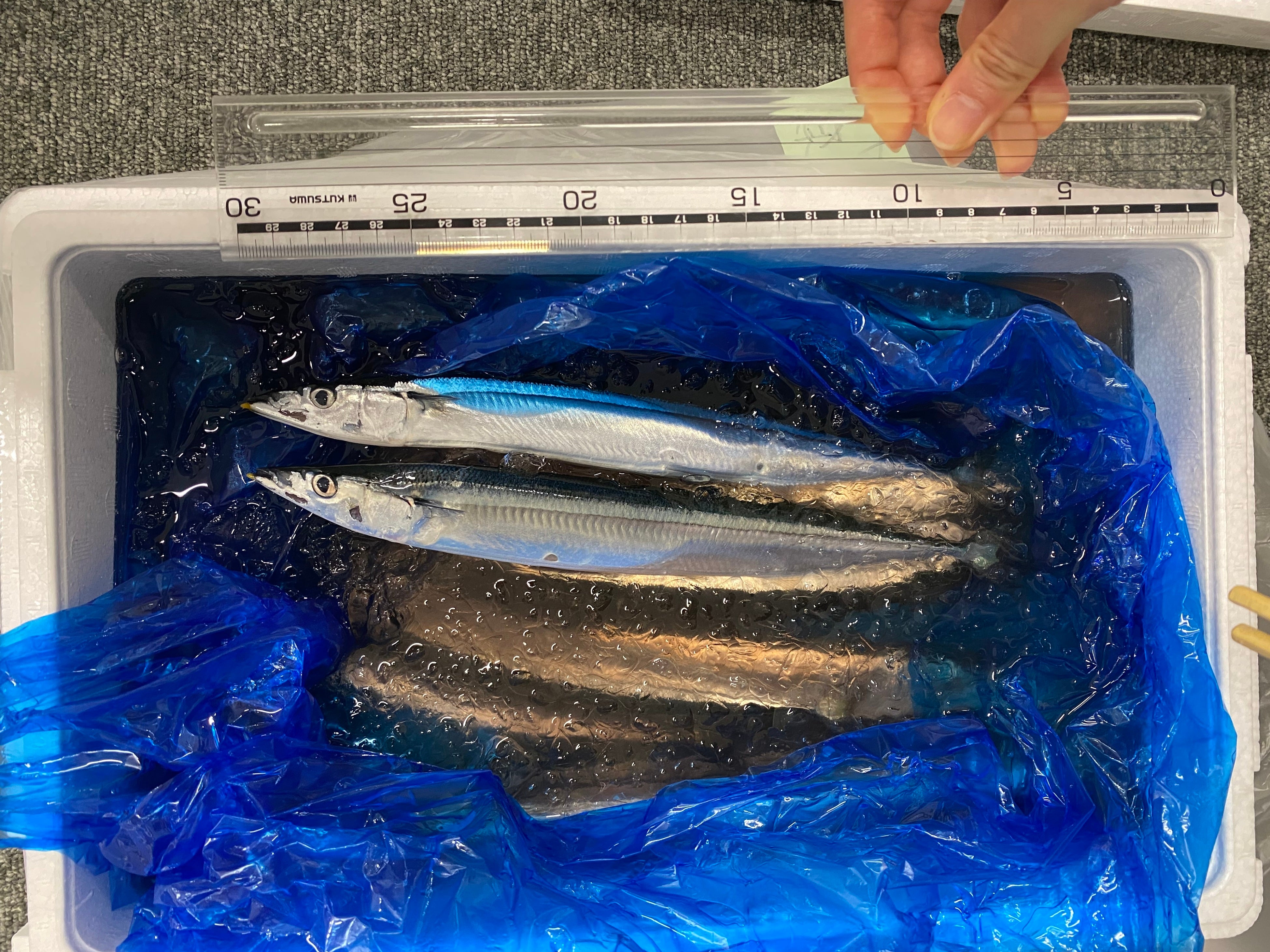 ▲今回使用している小ぶりのサンマ