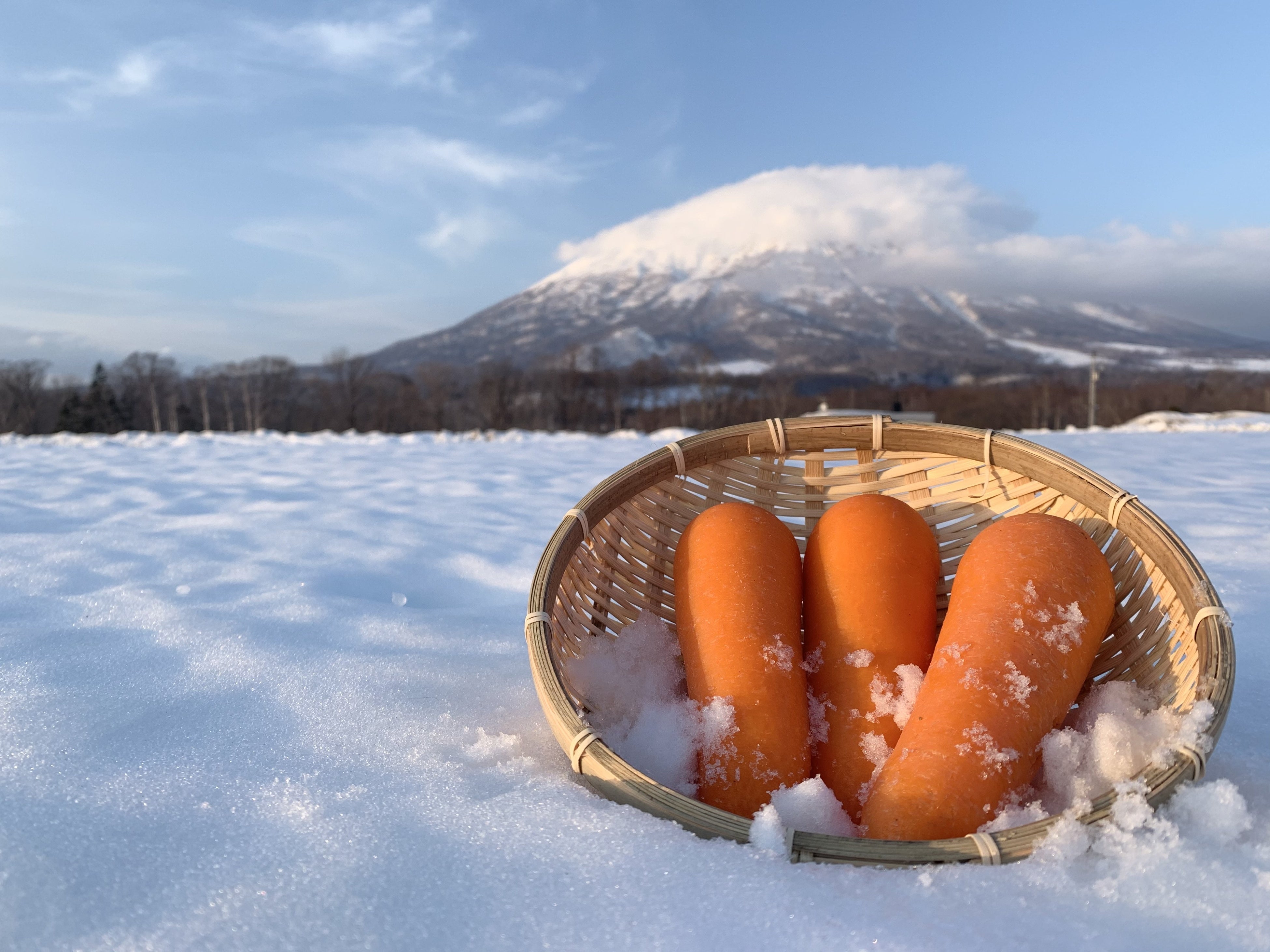 ▲越冬雪下にんじん　3月18日～発売