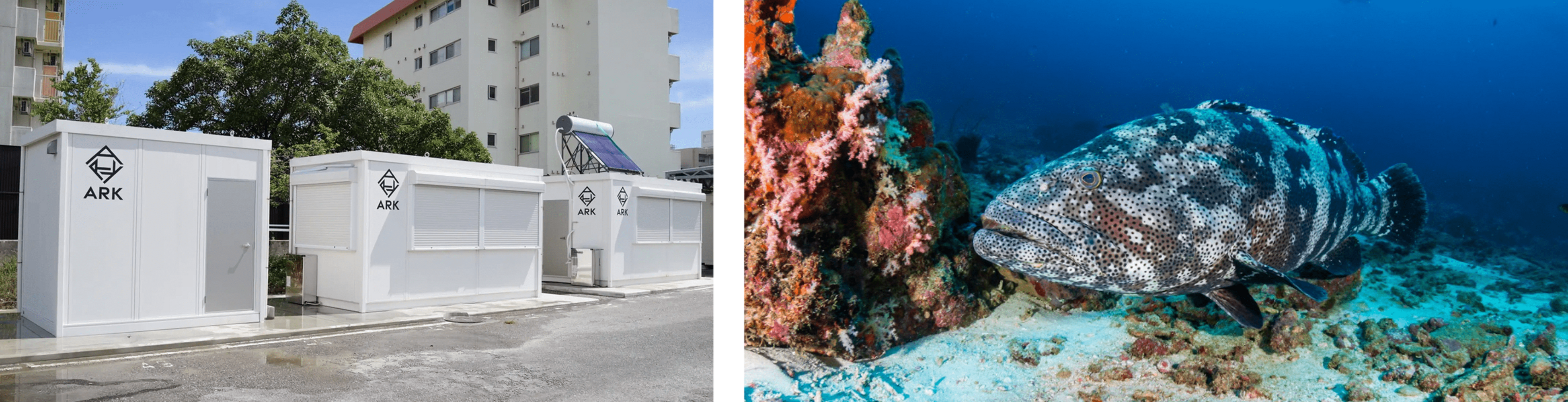 左：▲琉球大学に設置・運用されているARKの養殖システム ARK-V1（右から2機）とREF-V1（左から1機）, 右：▲ARKが養殖を可能としたヤイトハタ（ミーバイ）