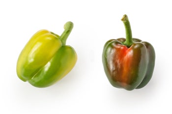 猛暑で収穫量が昨年の3倍に 個性あふれる色づきの規格外パプリカが大量 猛暑で収穫量が昨年の3倍に 個性あふれる色づきの規格外パプリカが大量