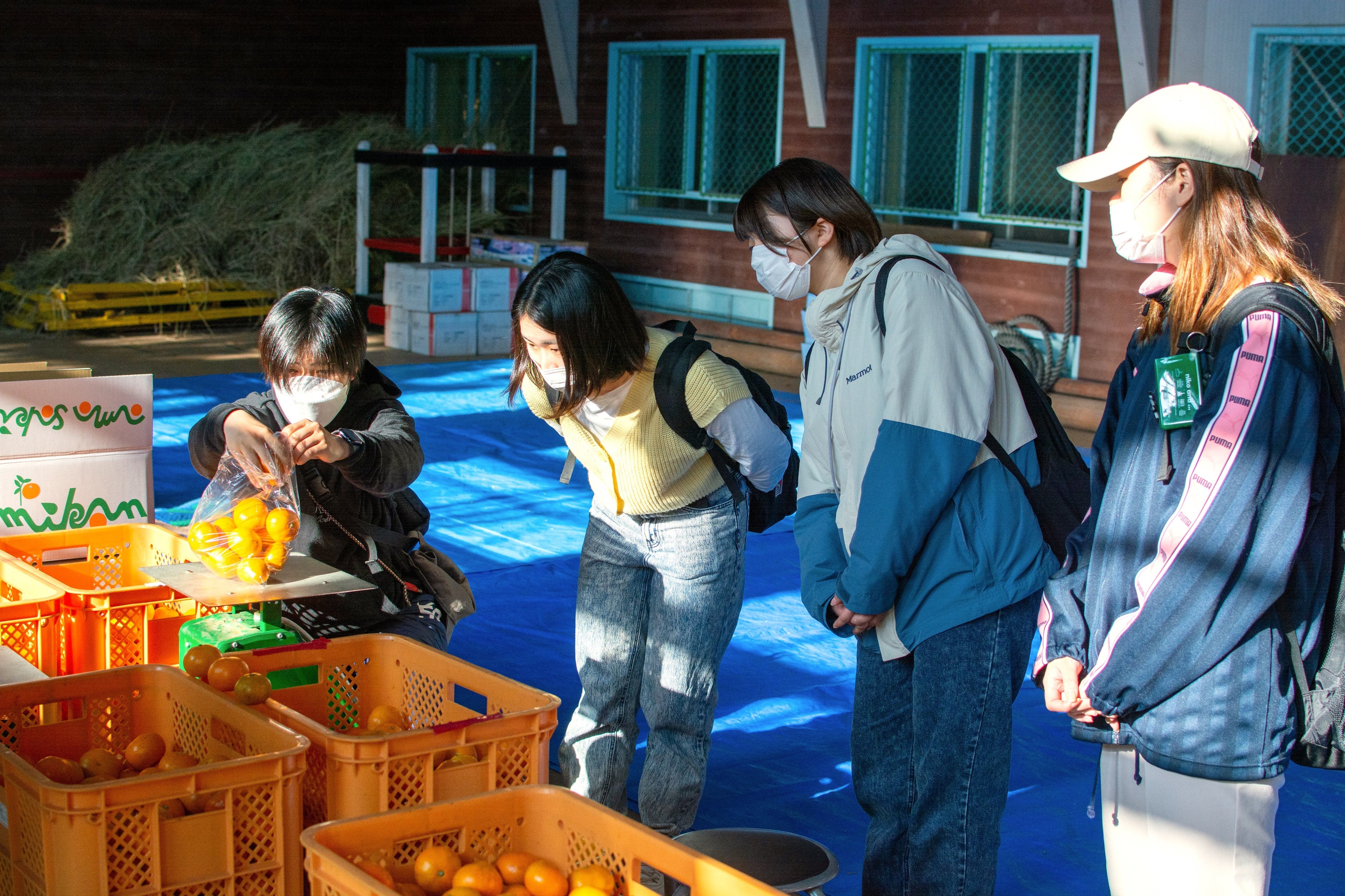 グローカルプログラム実習生の山本あすかさんと崎みかんの計量をしている様子
