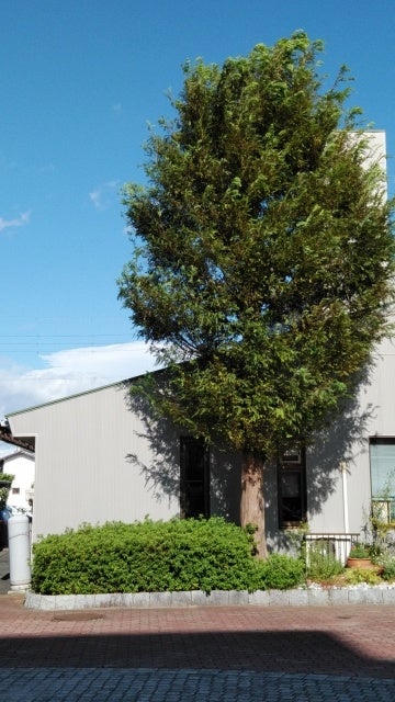 シンボルツリー