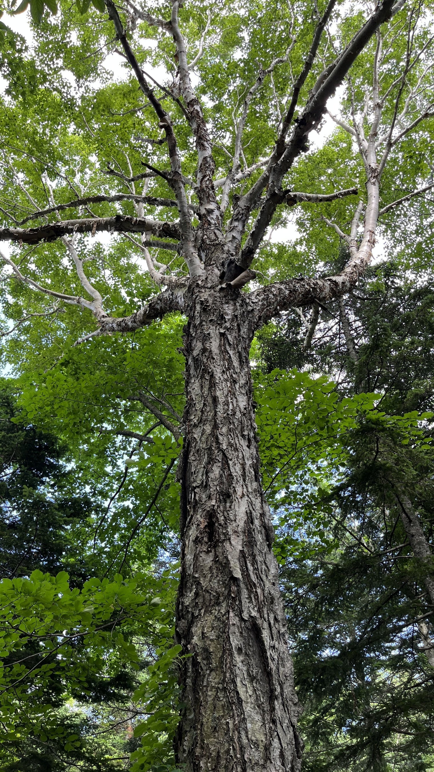 巨木にも出会える