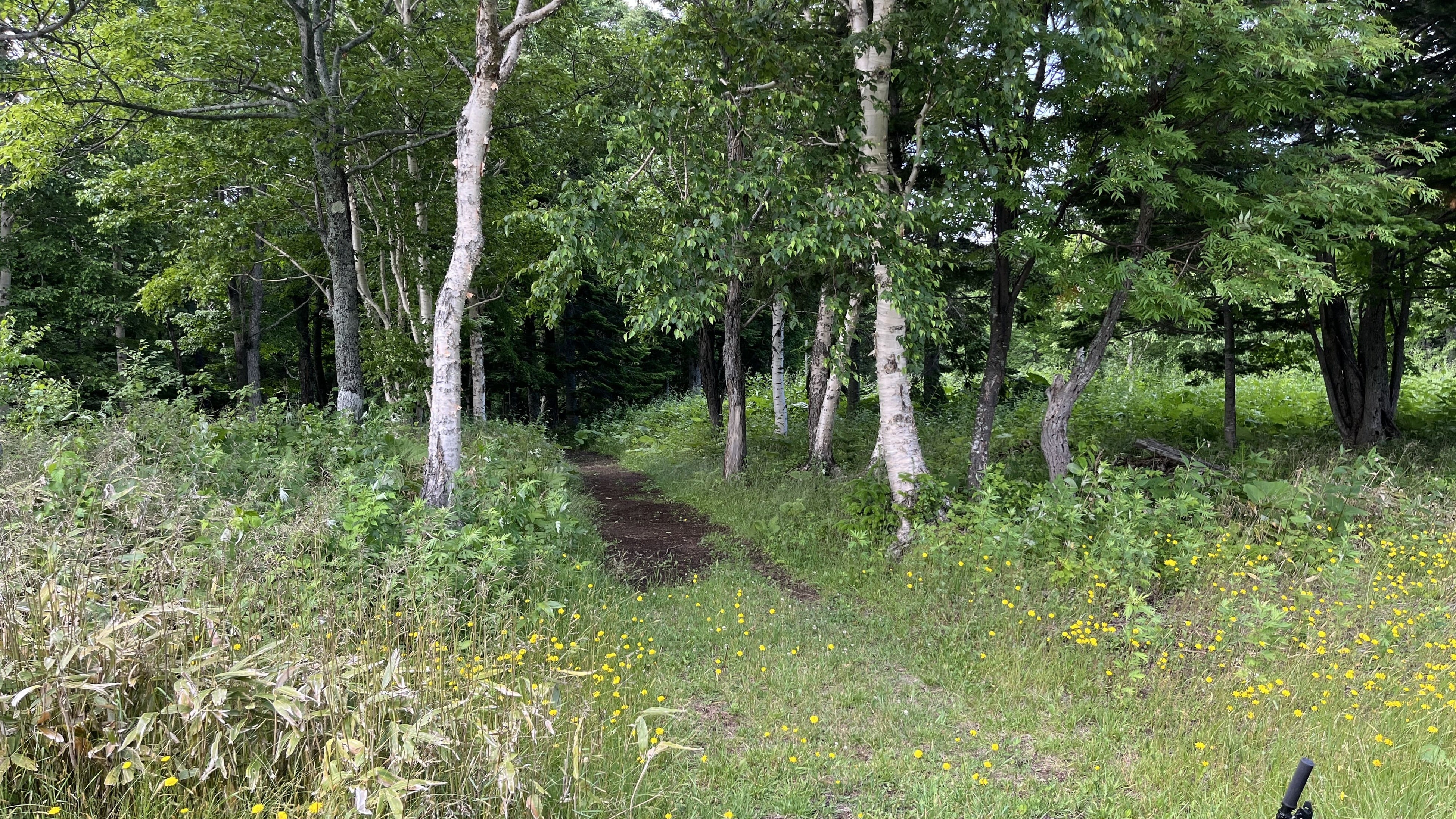 いよいよ森林の中へ大冒険