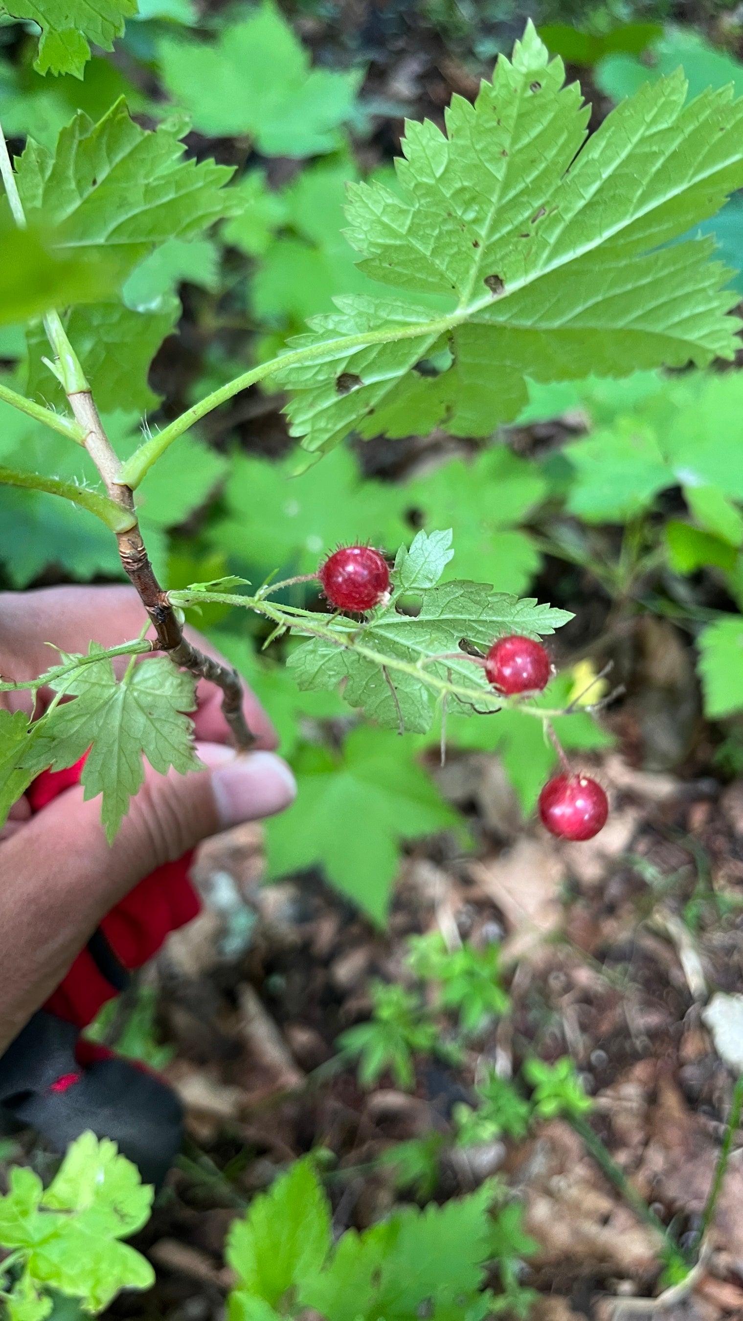 美味しいスグリの実