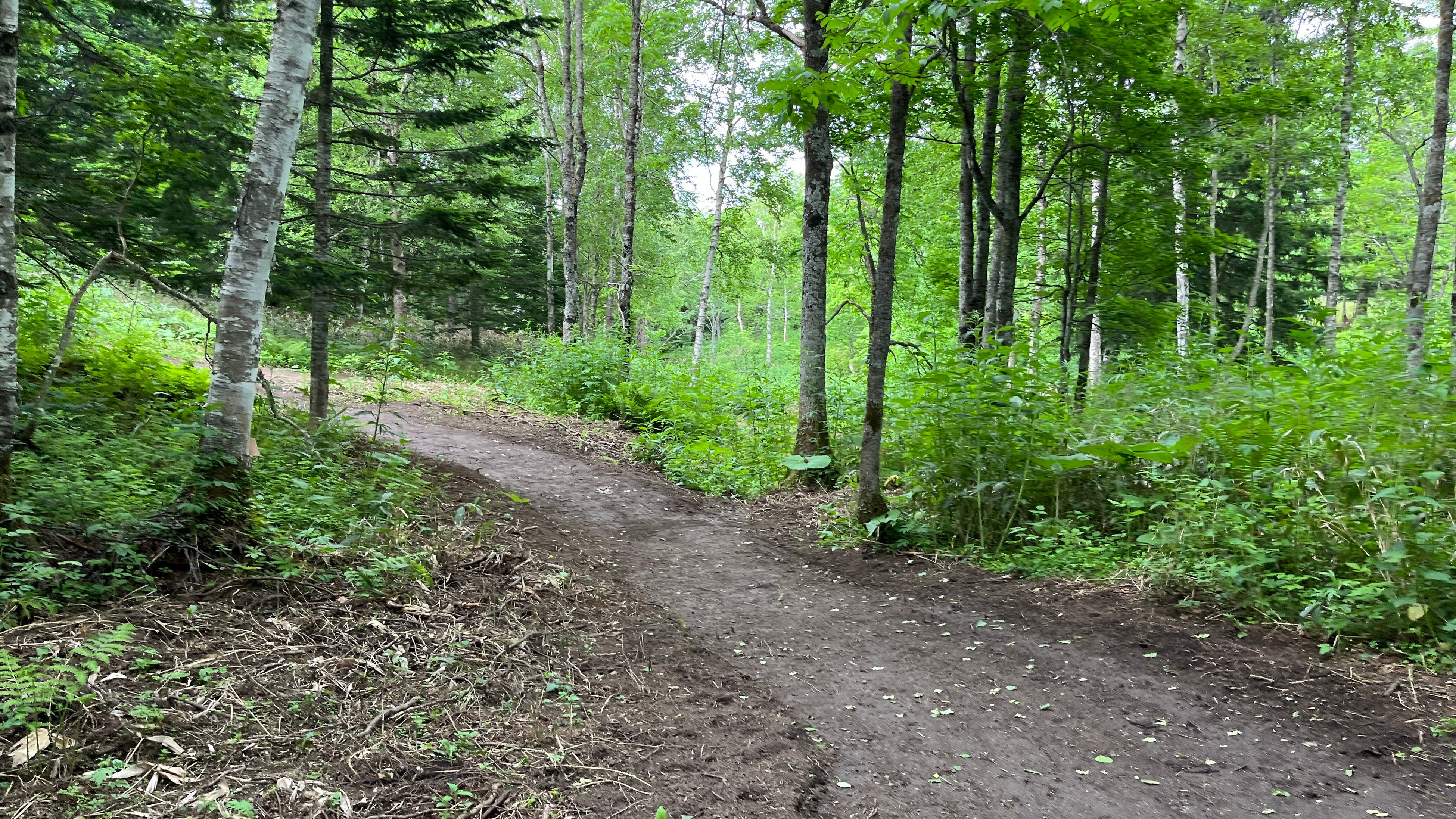 美しい上川町の森林内のコース
