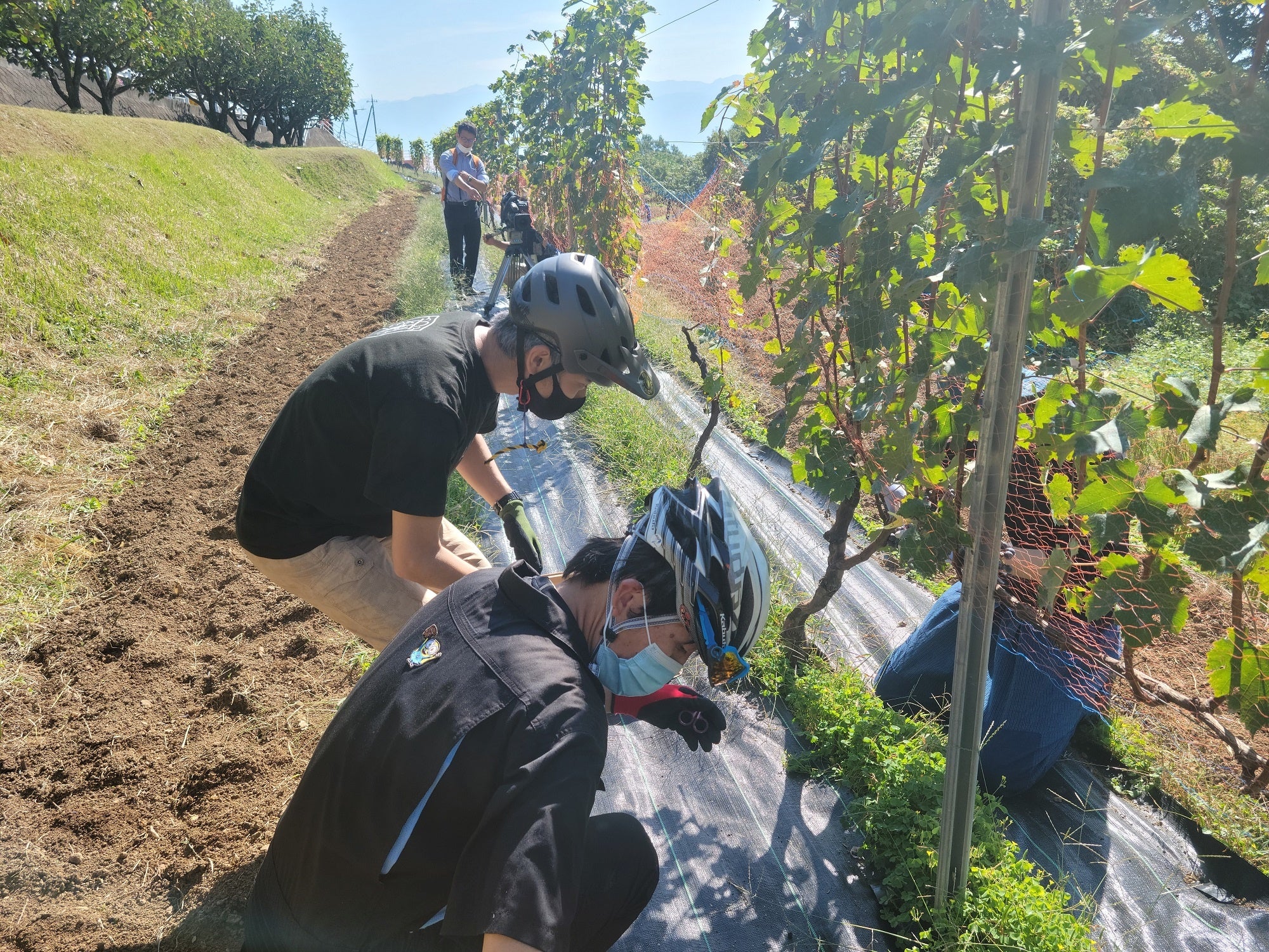 愛好会メンバーによるワイン用ぶどう栽培