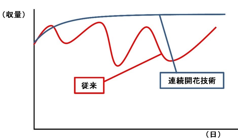 ※従来の収穫と「連続開花」と収穫イメージ比較図
