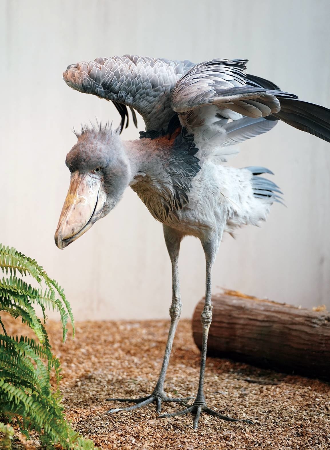 フドウ（松江フォーゲルパーク）　撮影：南幅俊輔