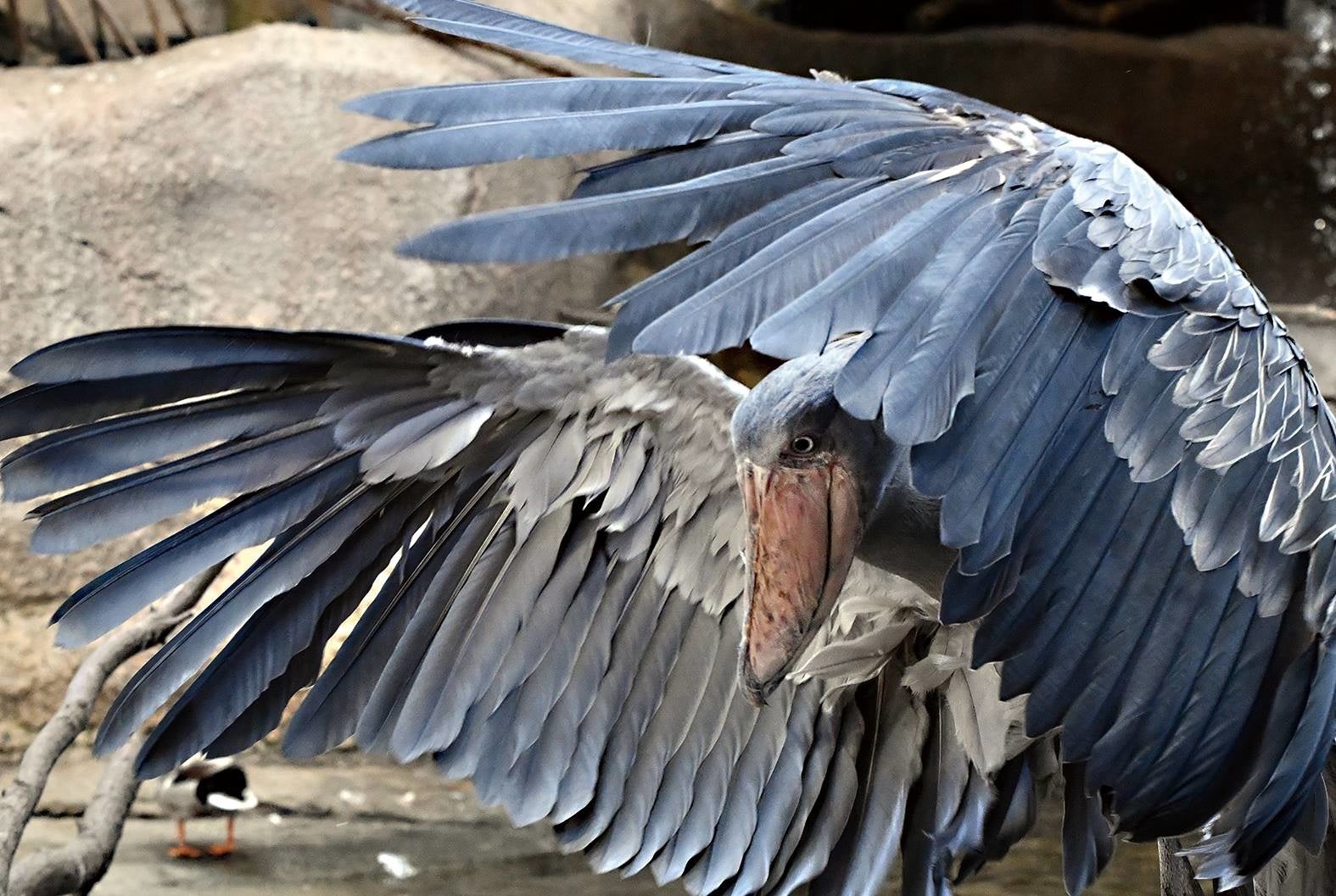 カシシ（那須どうぶつ王国）　撮影：南幅俊輔