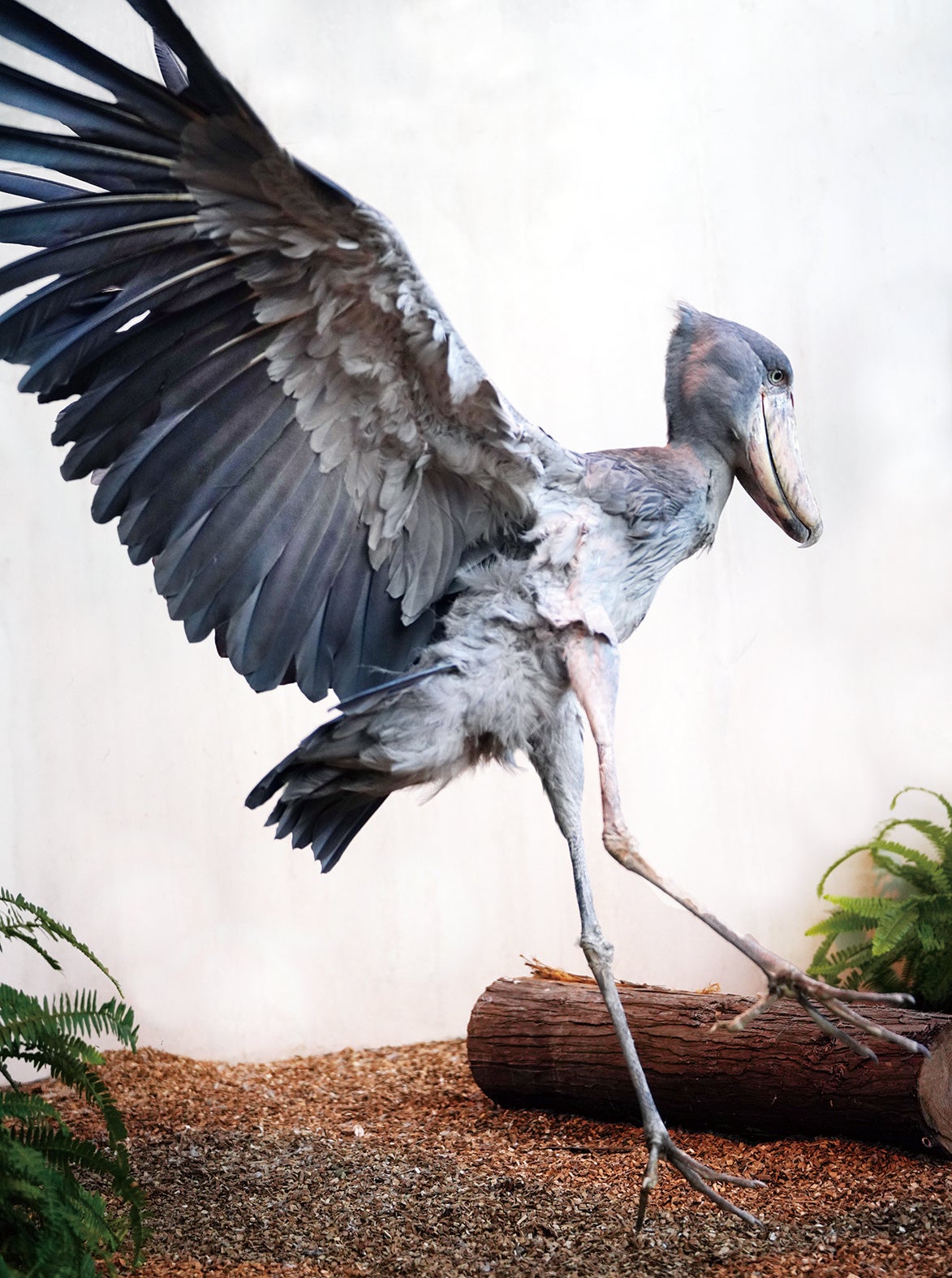 フドウ（松江フォーゲルパーク）　撮影：南幅俊輔