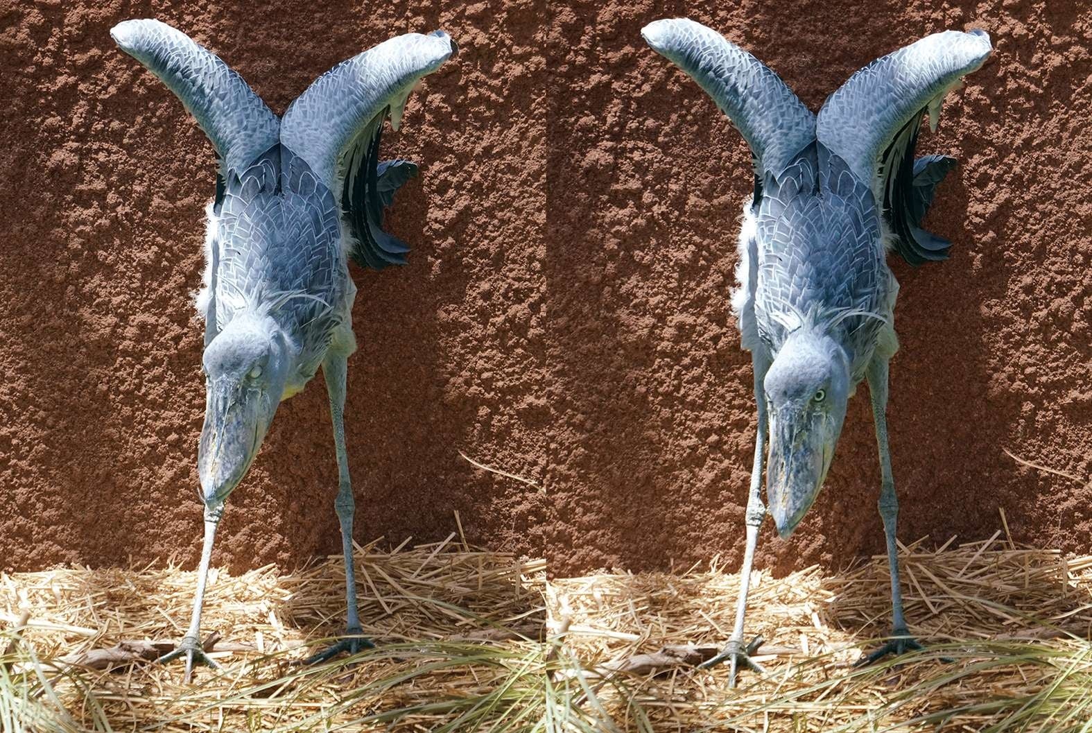 マリンバ（神戸どうぶつ王国）　撮影：南幅俊輔