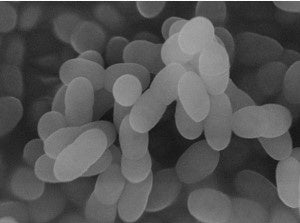 プラズマ乳酸菌