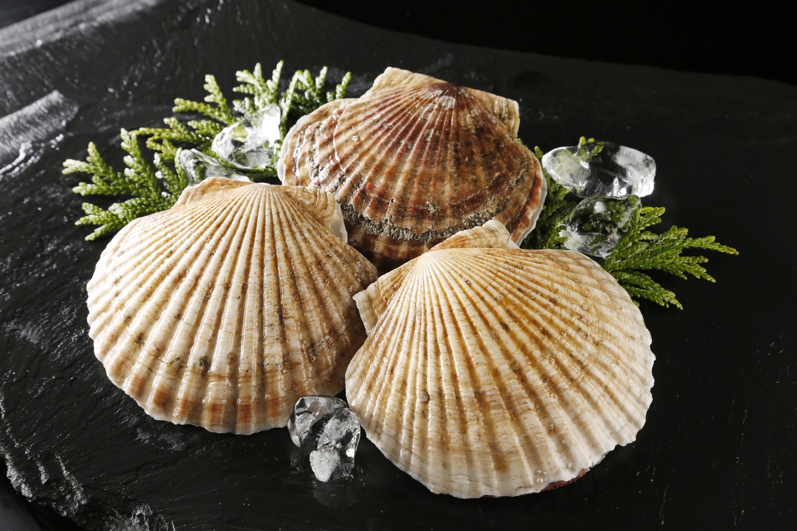 殻付き 活ホタテ