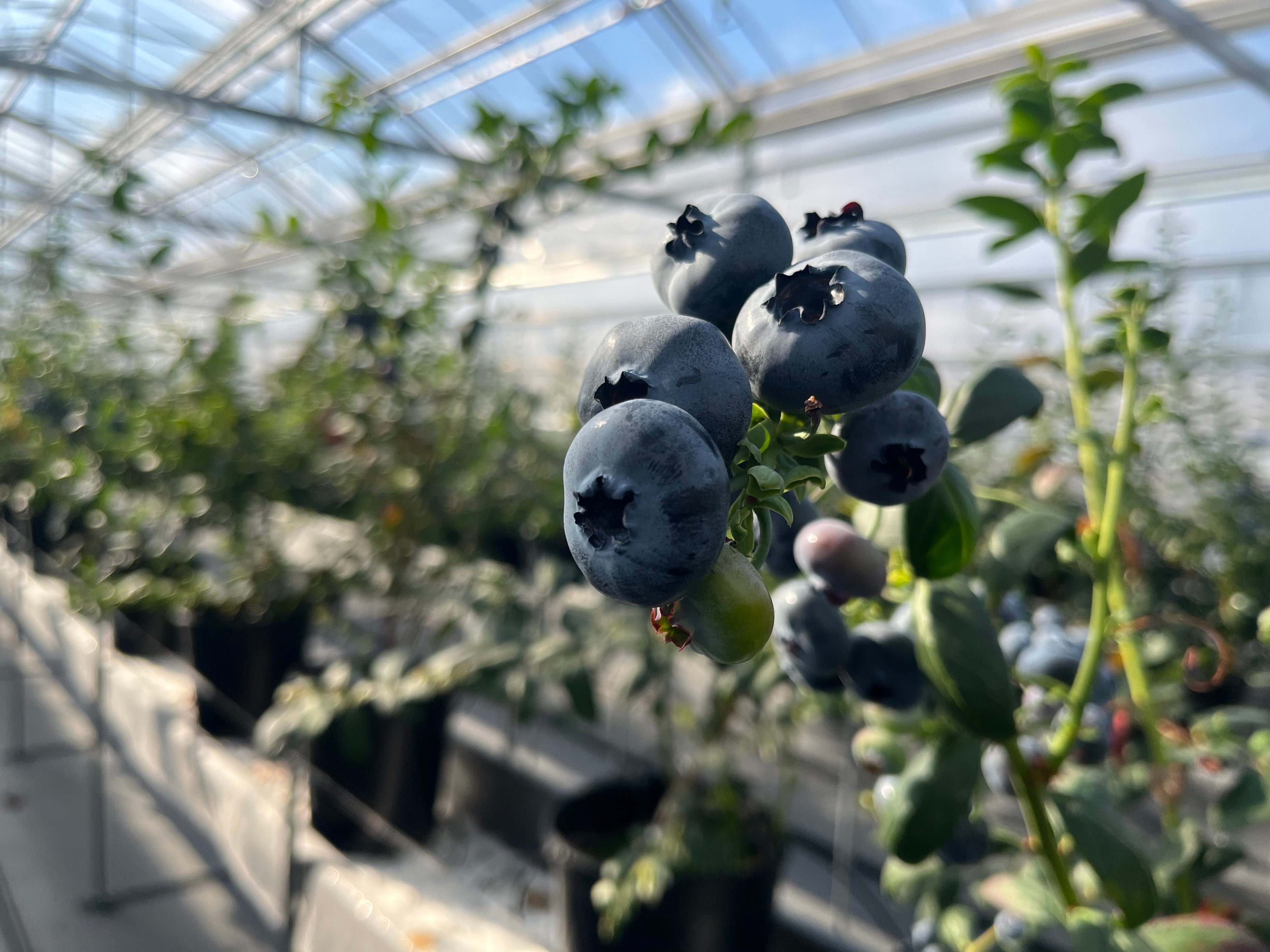 ハウス内のブルーベリー