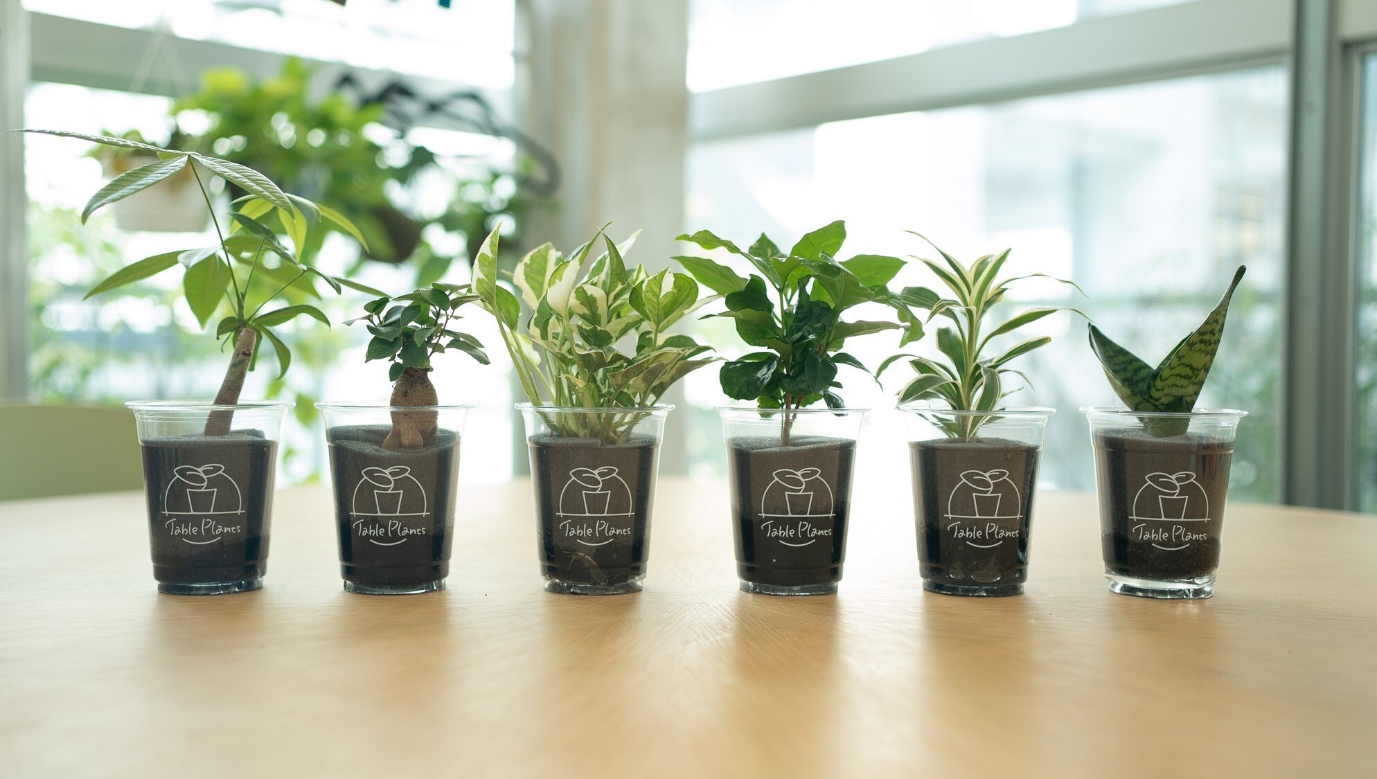 Table Plants(イメージ)