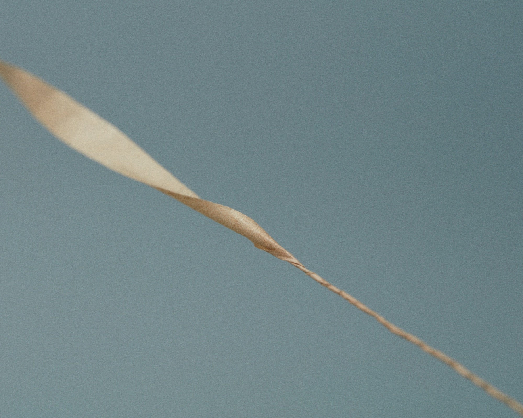 和紙を細長く切り強く撚りをかける。