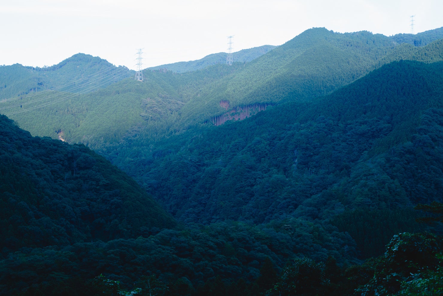 上勝町は面積の約９０％が山林、殆どが杉の人工林。