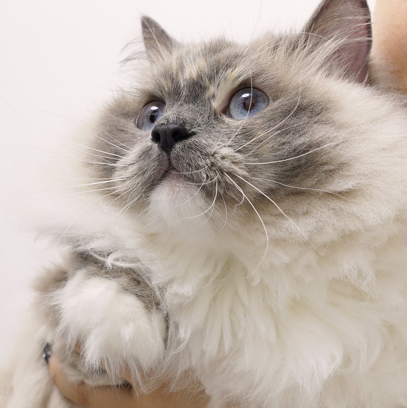 独自のライティングで毛並み1本1本を表現します