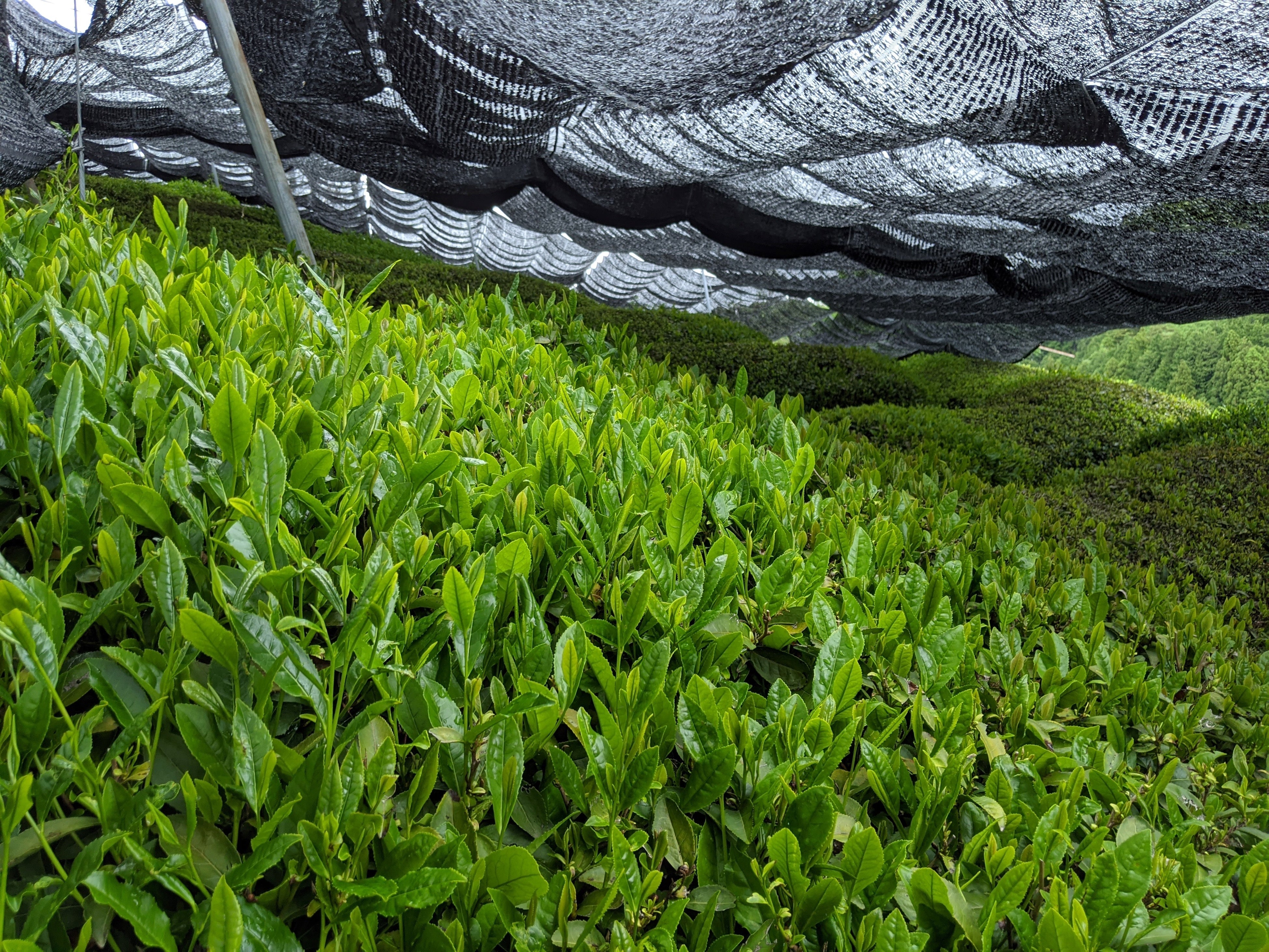 覆いをかぶせた新茶