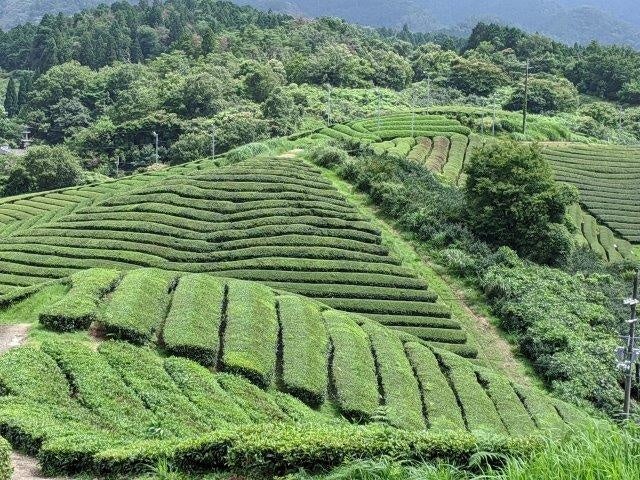 播磨園製茶茶畑