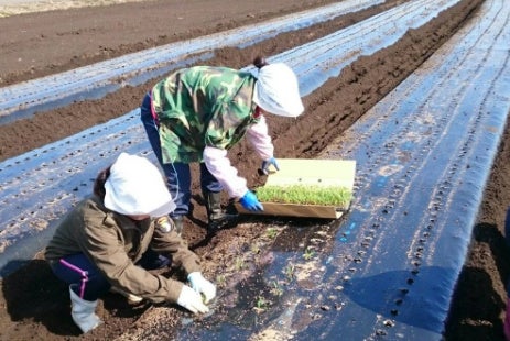 栽培されたマカは生鮮野菜として収穫。日本産だからこそ、生のまま味わっていただけます