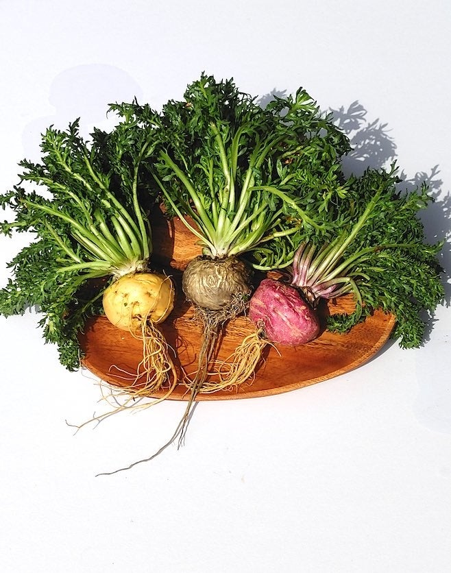 収穫したての色鮮やかなマカ