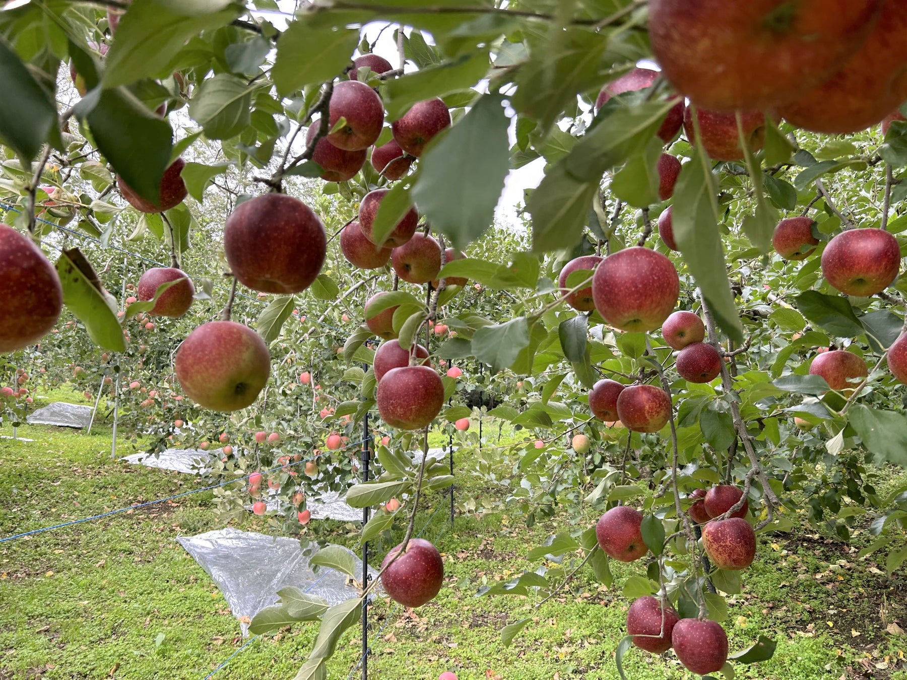 ブーランジェリーアン 11 15開始 美味しさまるごと りんご を味わう月替わりアップルパイ 11月は 秋映 あきばえ 株式会社阪急ベーカリーのプレスリリース ブーランジェリーアン 11 15開始 美味しさまるごと りんご を味わう月替わりアップルパイ 11月は 秋映 あきばえ 株式会社阪急ベーカリーのプレスリリース
