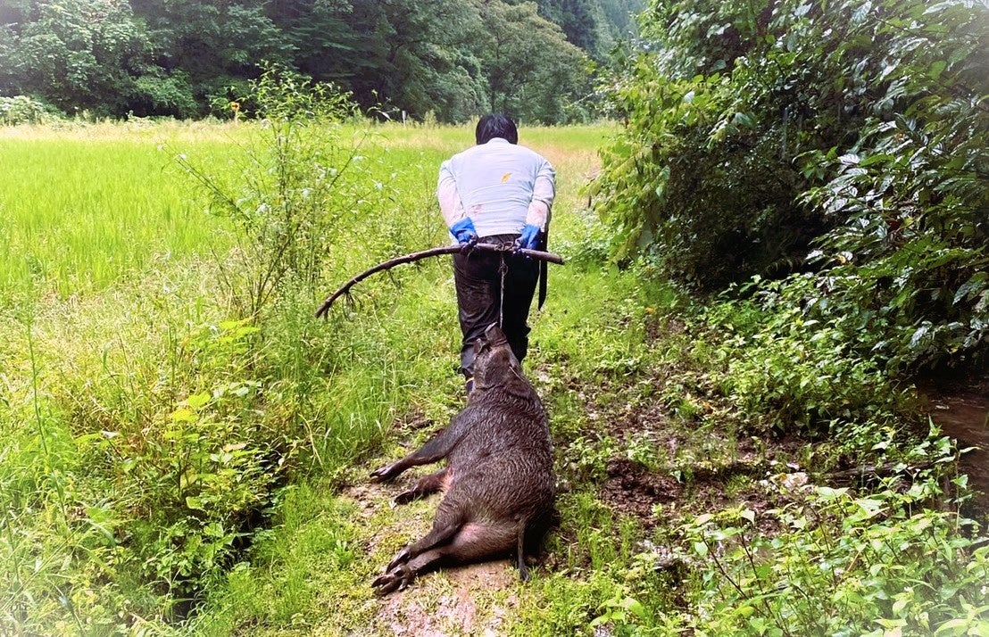 イノシシを捕獲すると被害はどう変わる？」イノシシ対策のインパクト