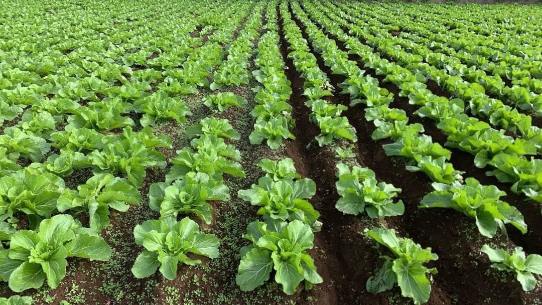 東京生まれの植物活性剤「東京8」が有機JAS資材登録 | 株式会社