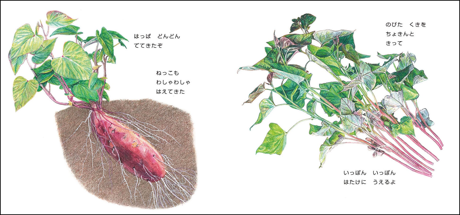 主人公は畑にいる 絵本 ごろんずっしり さつまいも 刊行 株式会社 童心社のプレスリリース 主人公は畑にいる 絵本 ごろんずっしり さつまいも 刊行 株式会社 童心社のプレスリリース