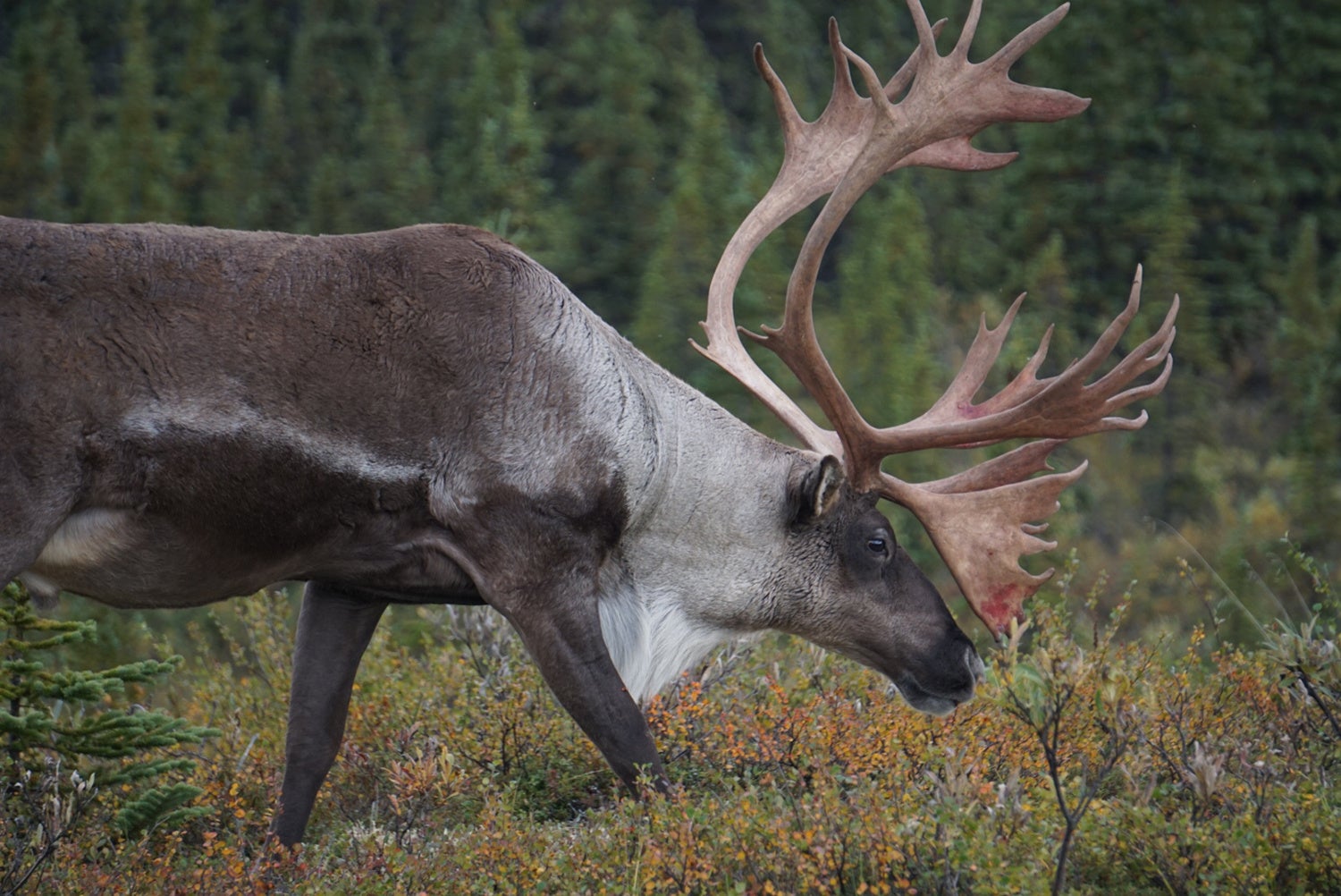 カリブー（アラスカ・デナリ国立公園／あずみ虫さん撮影））