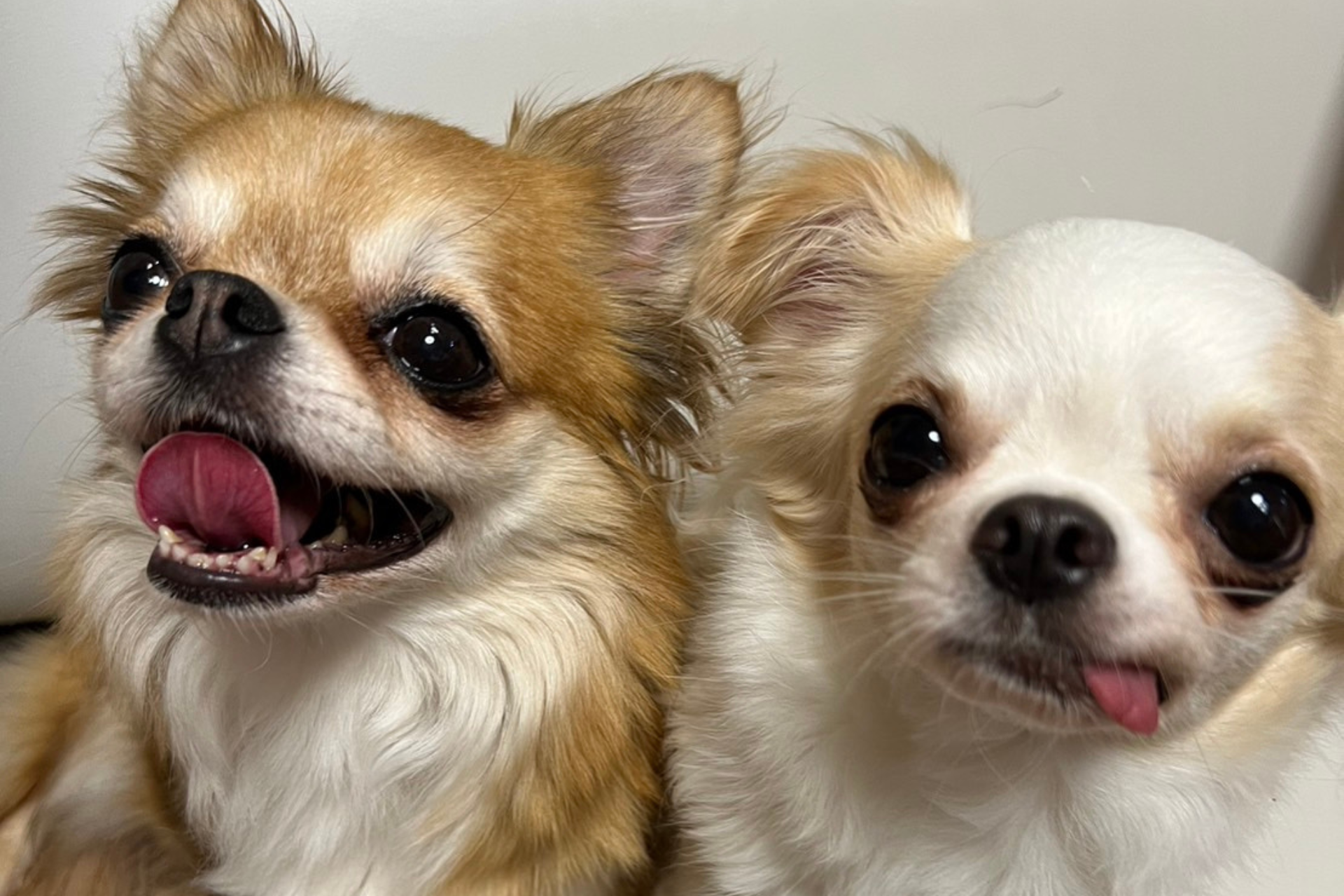 たくさんの幸せを送り出したママ