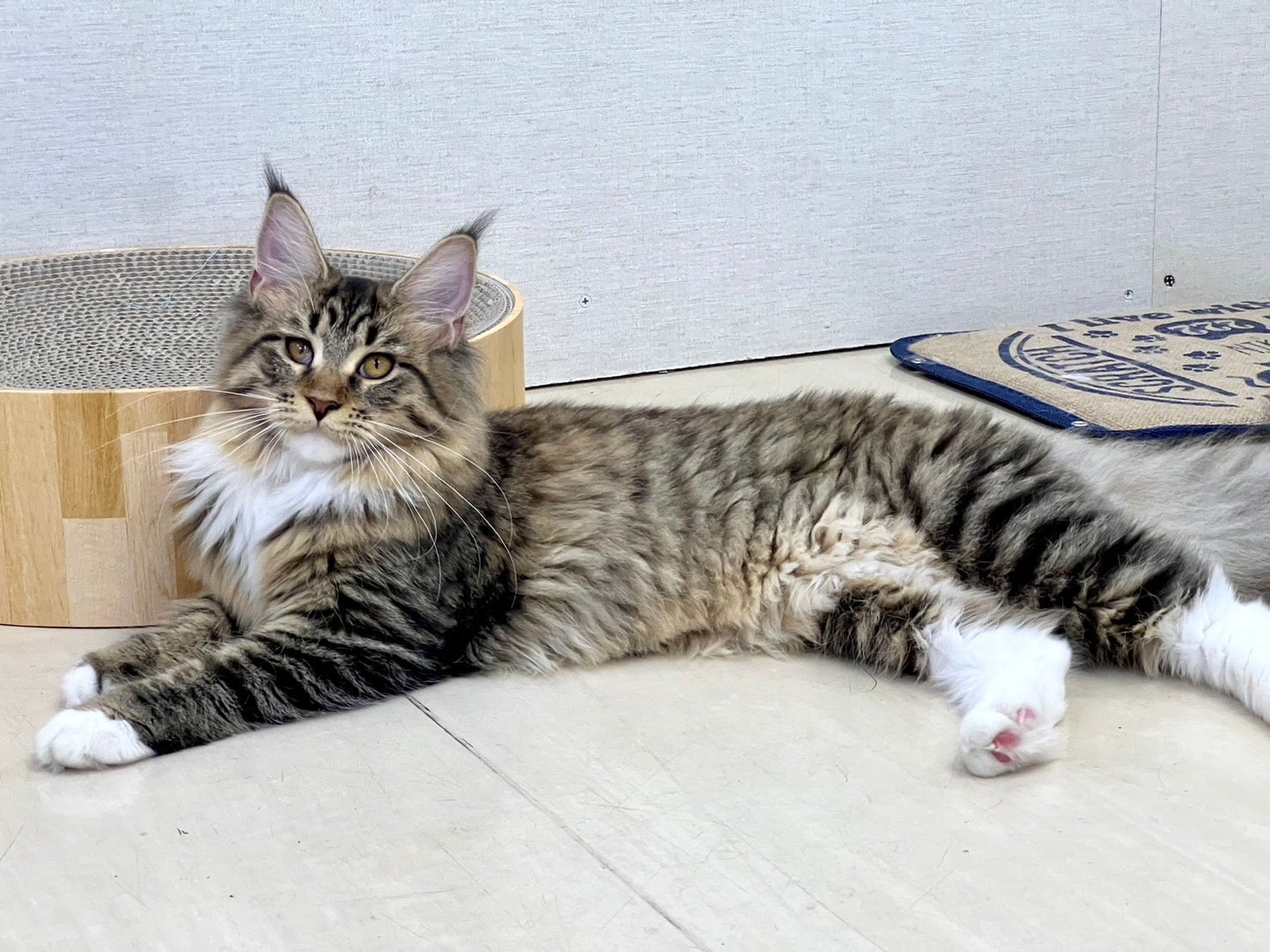 眼潰瘍の治療を行った生後6か月の子猫。毎日の手入れのおかげで潰瘍が目立たなくなった。