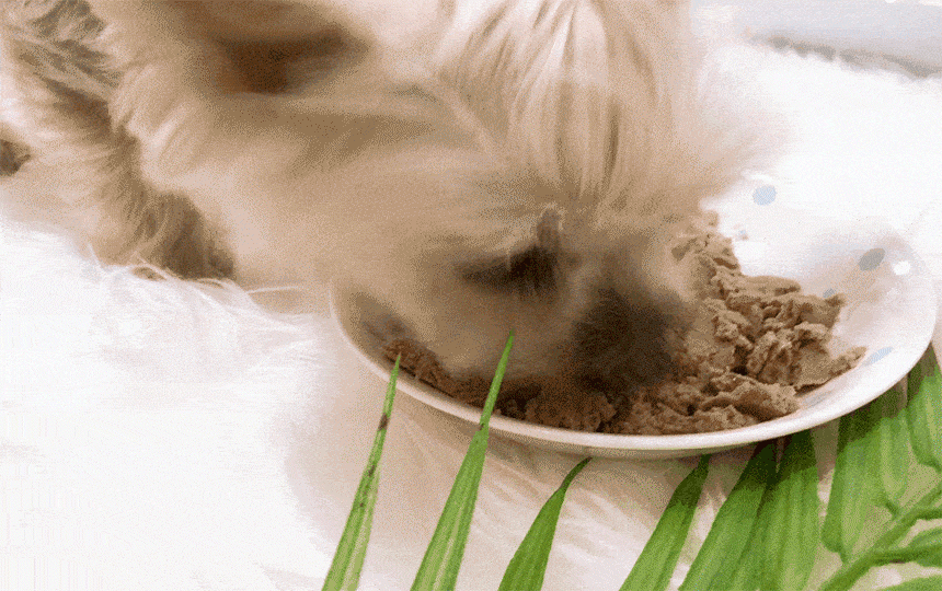 getdogウエットドッグフード