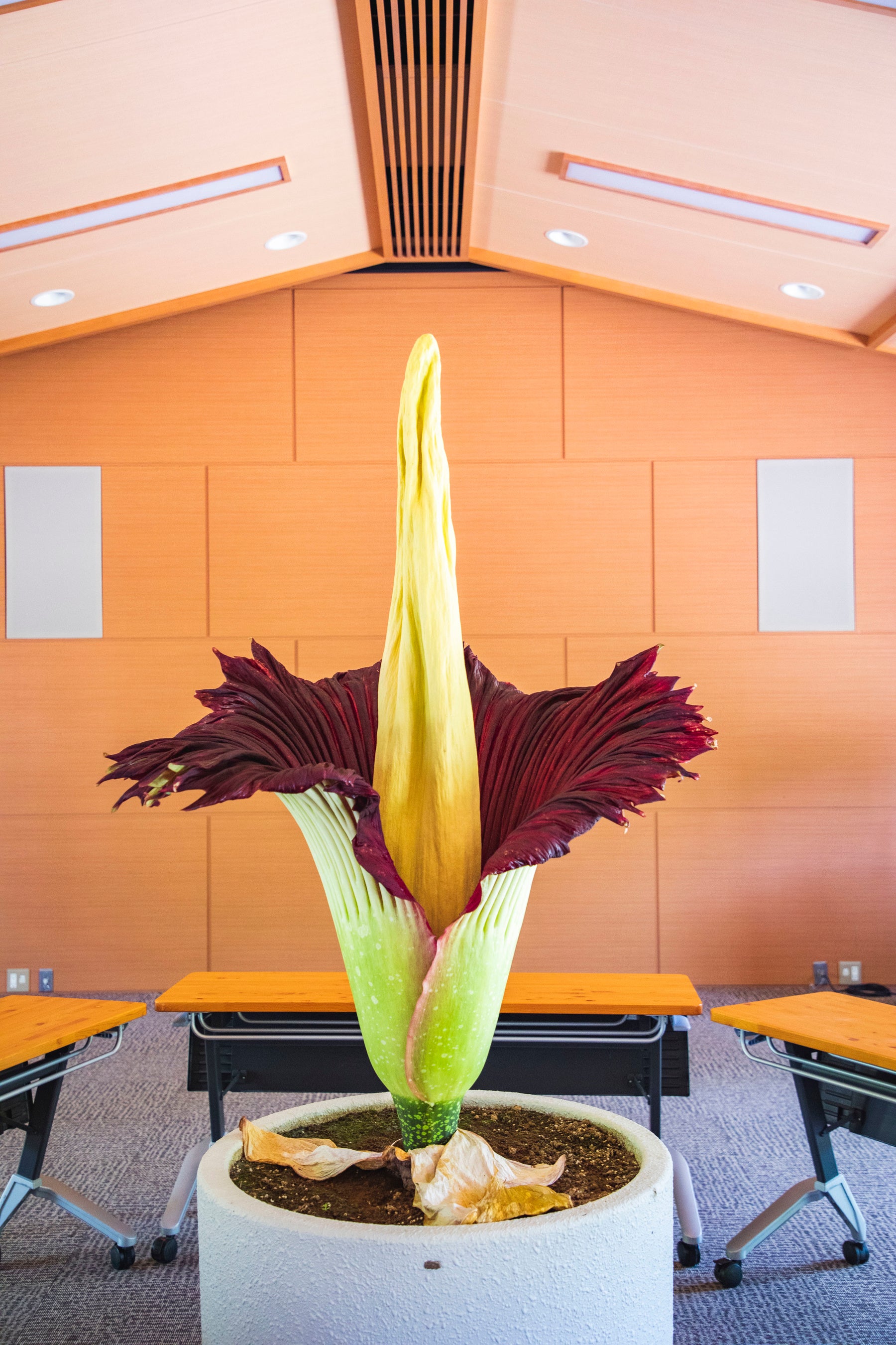 世界最大の花といわれ絶滅危惧種にも選定されるショクダイオオ