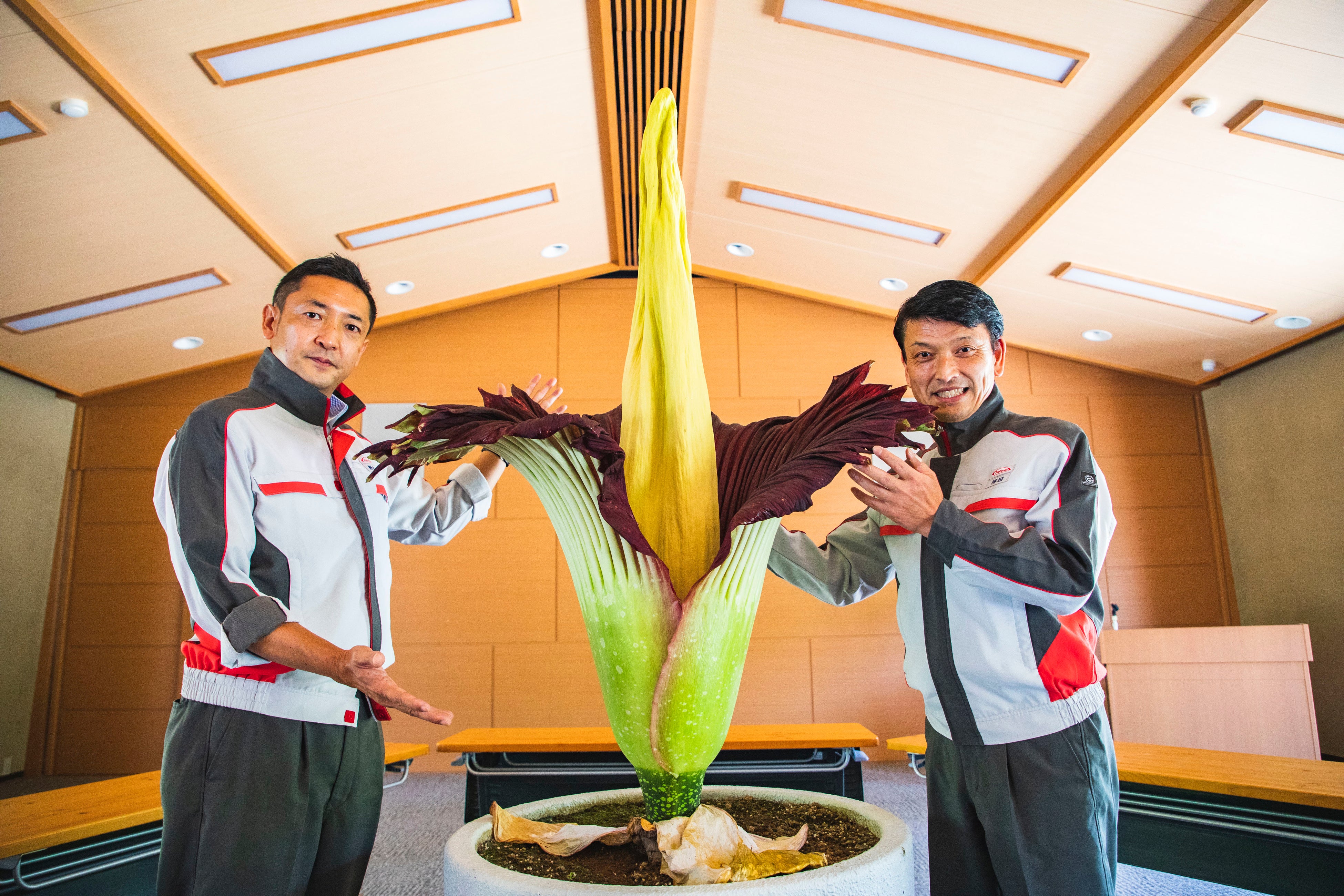 ショクダイオオコンニャク開花　花の高さ145㎝　仏炎苞の横幅105㎝ 　 左：園長 野崎、右：栽培担当 坪田