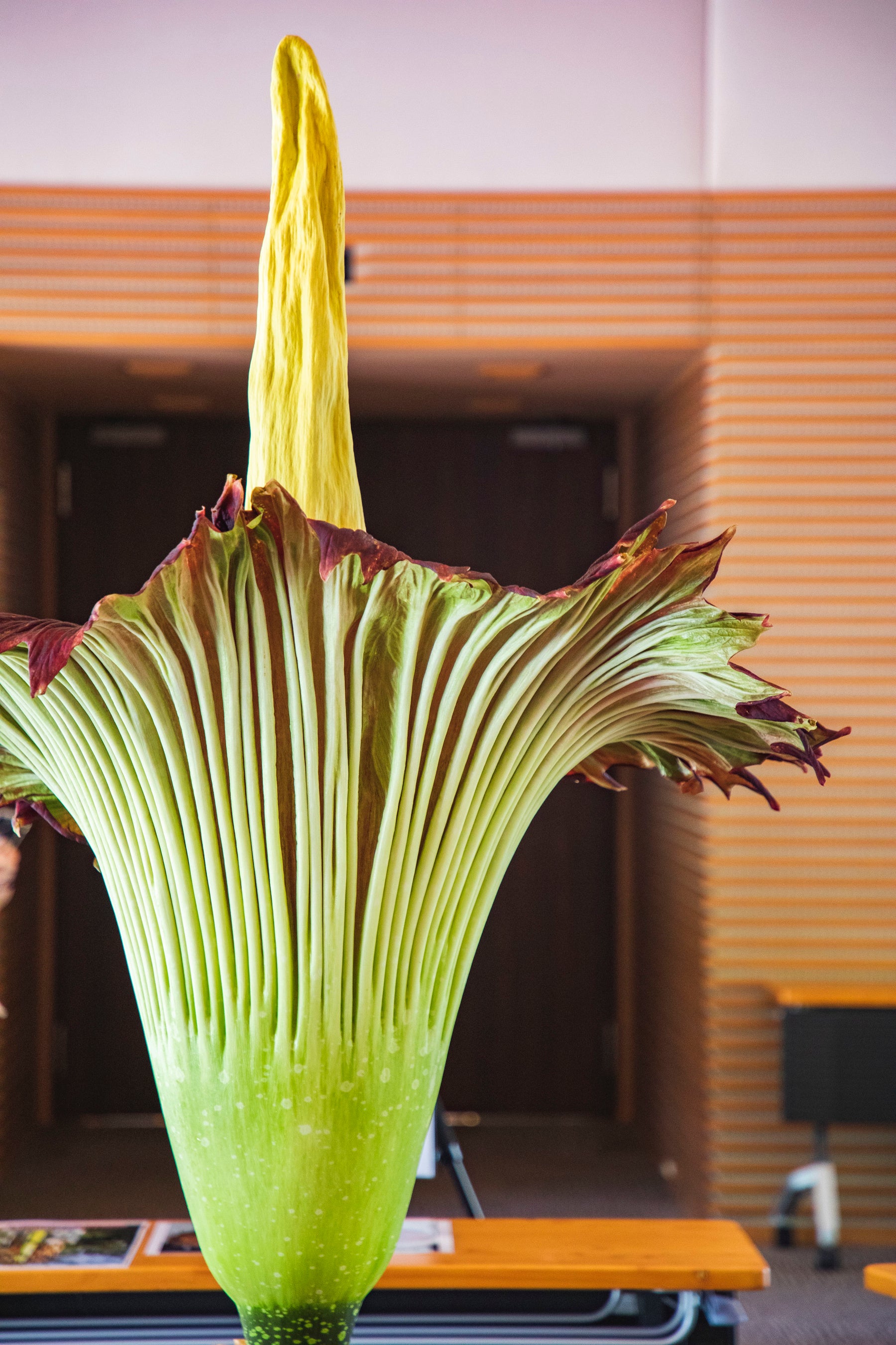 ショクダイオオコンニャク開花 　京都薬用植物園