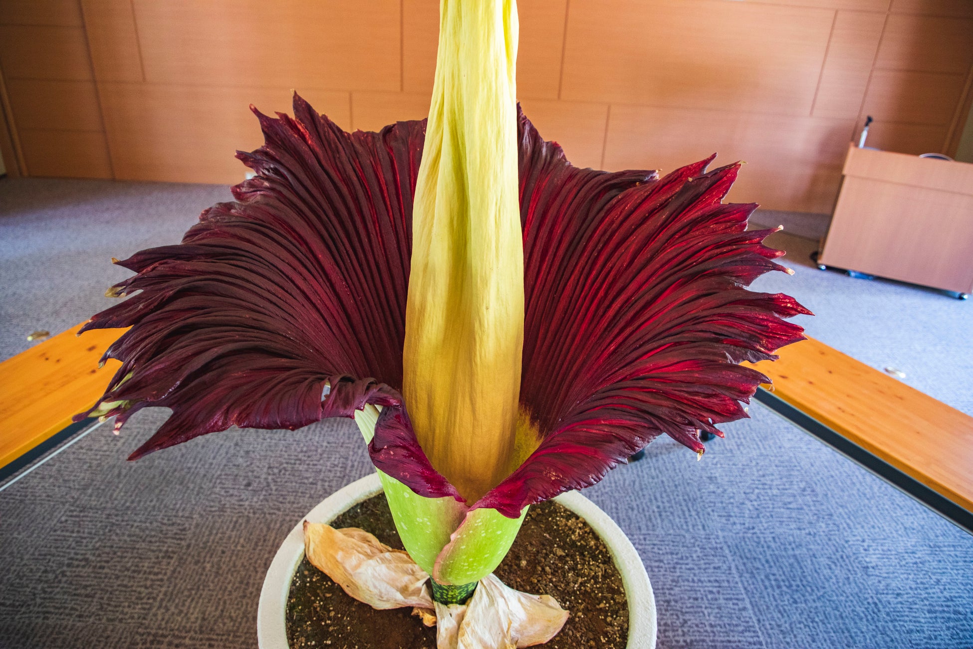 ショクダイオオコンニャク開花 　京都薬用植物園　花の高さ145㎝　仏炎苞の横幅105㎝