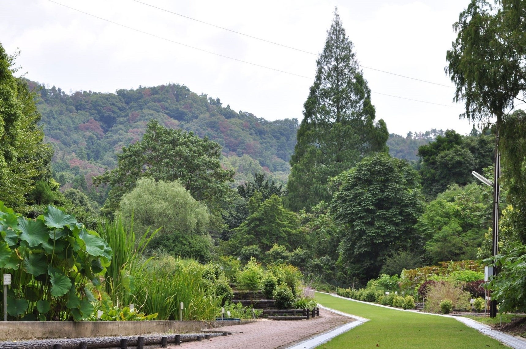 京都薬用植物園　中央標本園