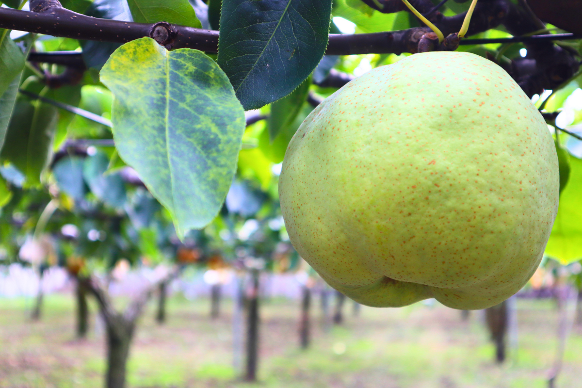 数量限定／北国が育む香り高い”幻の梨”！？口コミでしか買えない「北限