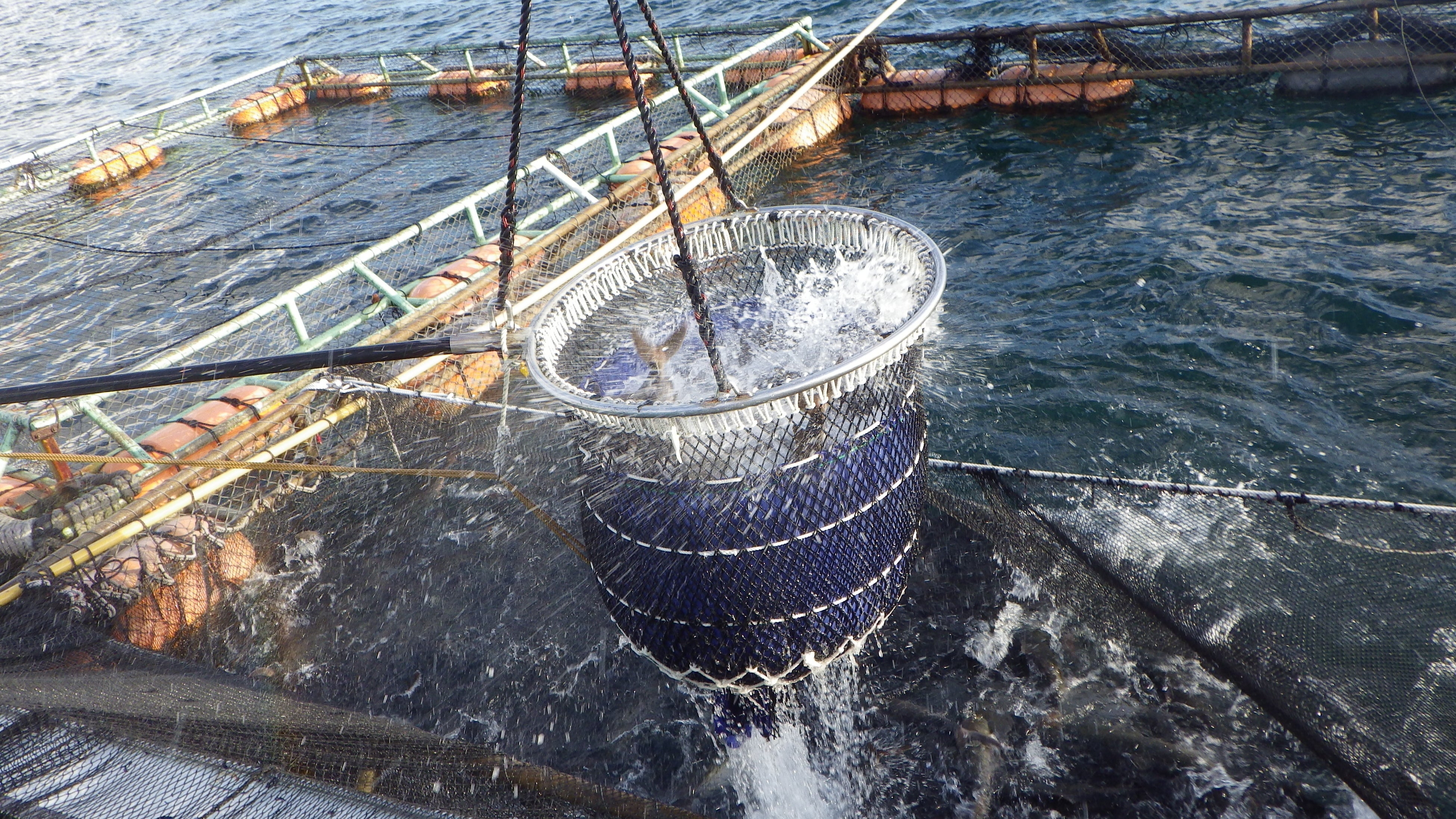 GOWぶりの水揚げのようす