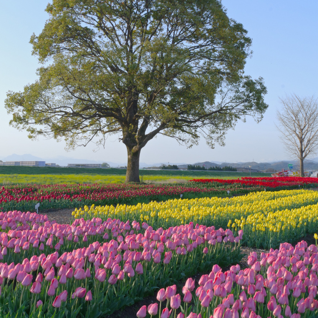 チューリップフェア会場