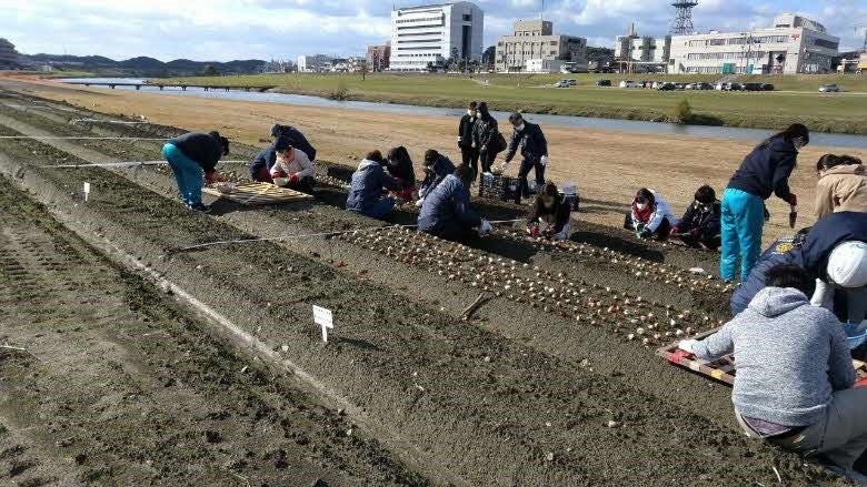球根植えの様子