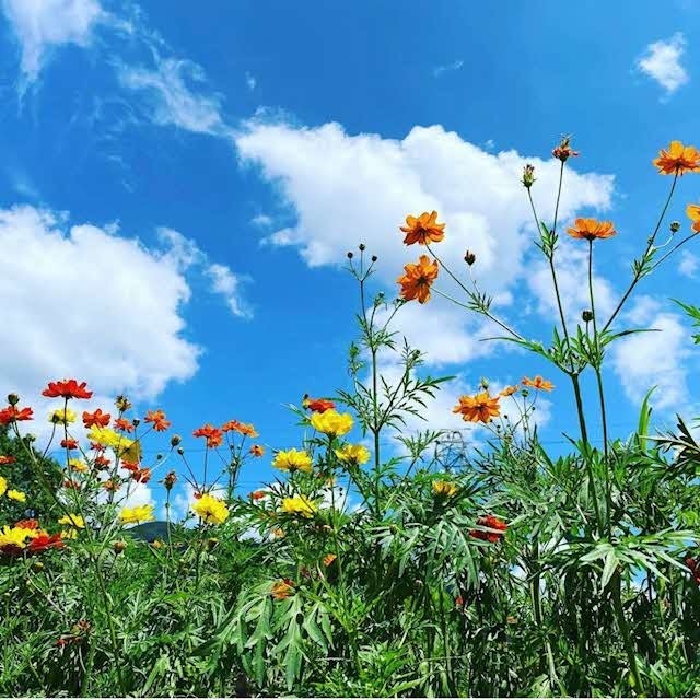 キバナコスモス