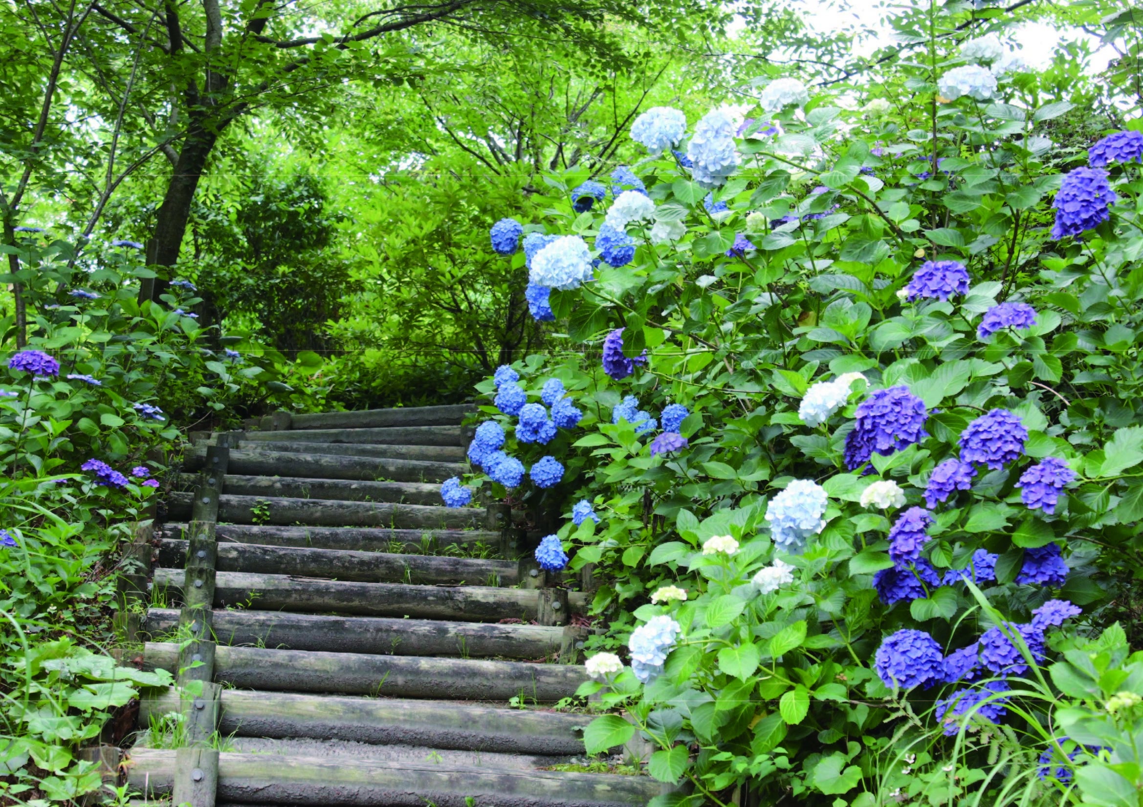 あじさいの見頃は５月下旬～６月上旬