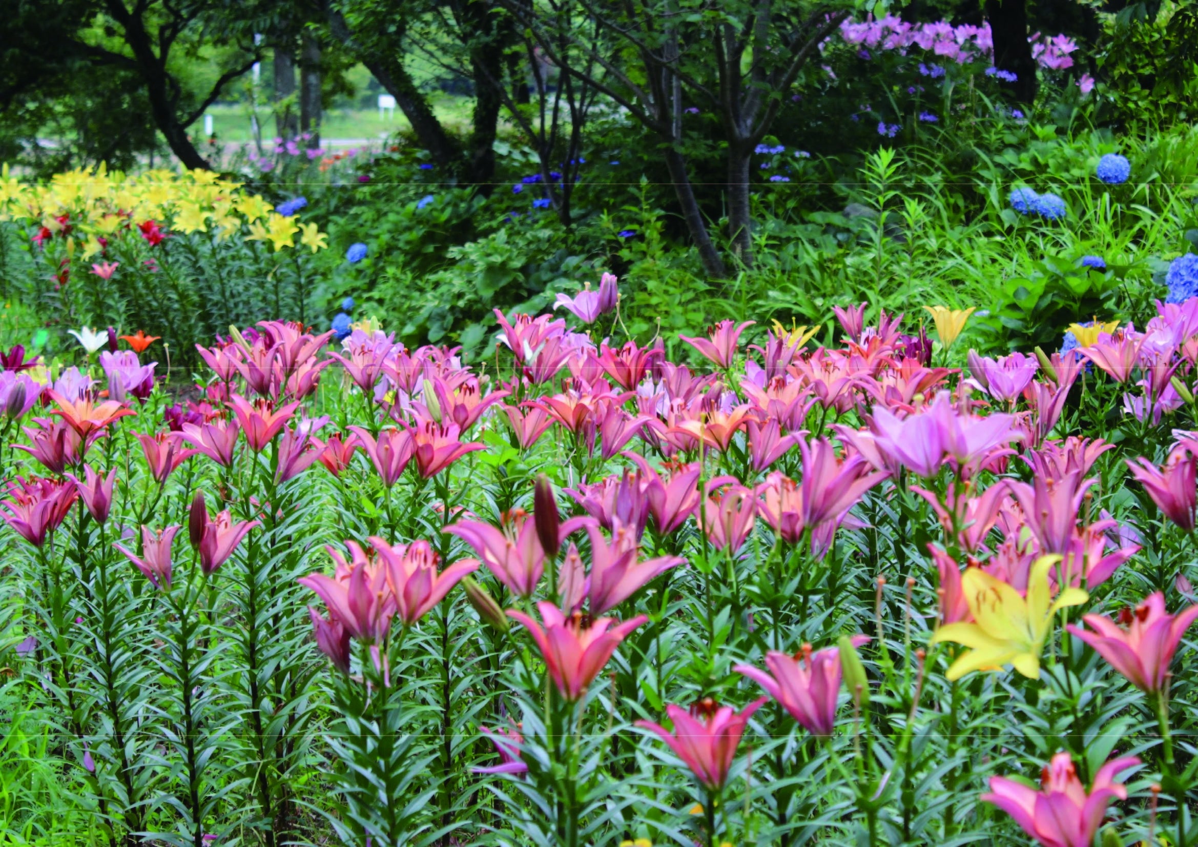 ユリも5月下旬～6月上旬に見頃を迎える