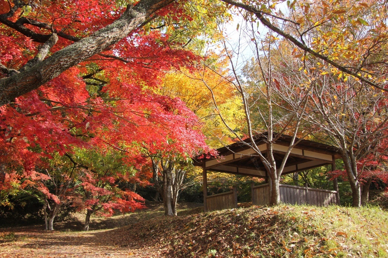 付近の紅葉の森