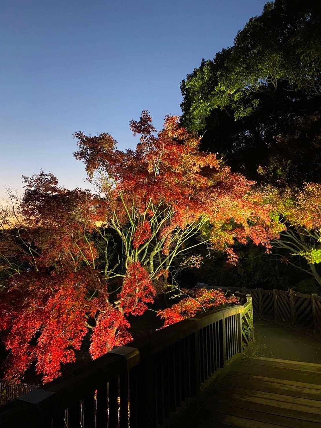 ライトアップされた花公園の紅葉